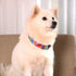 Dog Collar Pet Funny Rainbow Adjustable Collars with Tie Dye Leash - Multicolor Set for Small Medium Large Dogs