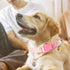 Cute Pink Dog Collar with Spring Flower Pattern, Soft Nylon Adjustable Quick Release Buckle for Medium Female Dogs