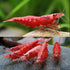 Neat&Tidy Beautiful Red Cherry Shrimp - 10 Pack - Live Beautiful Freshwater Aquarium