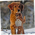 5pcs Mipcase Portable Dog Treat Pouch Lightweight Canvas Snack Bag Drawstring for Outdoor Training and Food Holder
