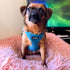 Best Pet Supplies Voyager Adjustable Dog Vest Harness, No Pull, Breathable for Small to Large Dogs, Turquoise, M