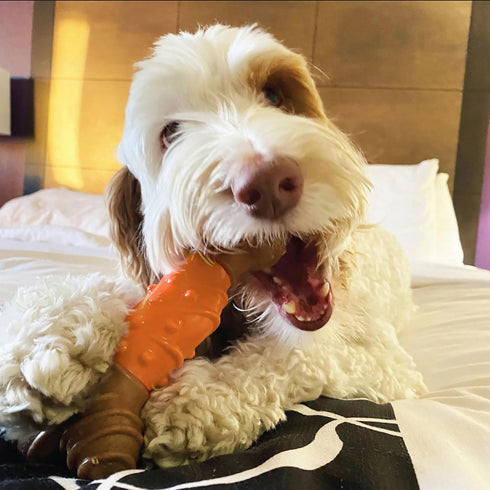 SPOT Bam-Bones Dental Bone, Made with Bamboo Fiber, Durable Oral Care Chew for Light Chewers & Teething Puppies