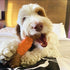 SPOT Bam-Bones Dental Bone, Made with Bamboo Fiber, Durable Oral Care Chew for Light Chewers & Teething Puppies
