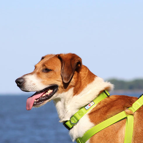 Pawtitas Reflective Dog Collar, Adjustable for Large Dogs, Orange Puppy Collar