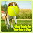 Sratte 6 Pieces Large Giant Tennis Ball for Dogs - 9.5'' Inflatable Toy Balls for Indoor Outdoor Training (Fluorescent