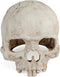 Uniclife Aquarium Skull Reptile House Decor, Resin Head Skeleton Ornament for Tank Landscape