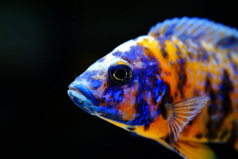 S&C AQUATICS (32oz 2 LBS) A8 MINI Beefheart & Soft BIT Mix,Beef Heart,Discus Food,Angel Fish Food,Cichlids