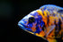 S&C AQUATICS (32oz 2 LBS) A8 MINI Beefheart & Soft BIT Mix,Beef Heart,Discus Food,Angel Fish Food,Cichlids