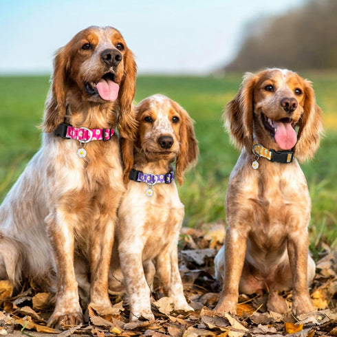 Ayaseen Dog Collar Gift for Small Medium Large Dogs, Cute Floral Pink Collar with Pendant Adjustable Soft Flower Daisies