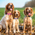 Dog Collar Ayaseen, Floral Girl Pink Dog Collars, Cute Adjustable Soft Flower Pet Collar with Daisies for Male Females