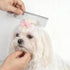 Gsbnjuy 6 Pcs Pets Grooming Comb Kit for Small Dogs Tear Stain Remover Comb Dog Face Combs for Eye Cleaning Gentle