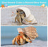 Hermit Crab Shells - Large 6pcs Natural Conch Shells (Size 2.8" - 3.8") for Habitat and Decorations