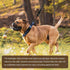 Martingale Collar for Dogs, Reflective Nylon with Quick Release Buckle, Adjustable No Slip Training Collar (Small, Blue)
