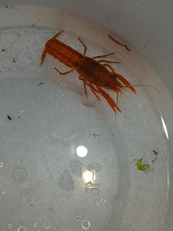 Bugs and More Store 1 Live Pet Orange Dwarf Crayfish Lobster, Cambarellus patzcuarensis, Freshwater, Mexican Orange