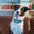 Regal Dog Products Medium Blue Waterproof Collar with Heavy Duty Black Hardware Buckle & D Ring | Adjustable Biothane
