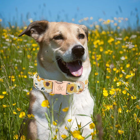Elegant Little Tail Dog Collar - Sunflower Pattern, Durable Adjustable Cute Collar for Small Dogs, Summer Fall Gift.