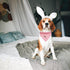 Bandana-1PC Dog Rabbit Print Dog Bandanas Easter Bandanas Holiday Bandanas Spring Bandanas Bibs Scarf Square Pink Soft