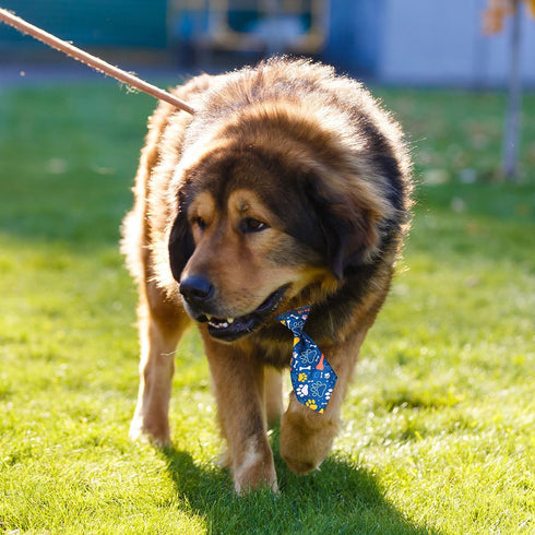 PET SHOW 10pcs Pack Paw Small Dog Neckties for Dogs and Cats, Adjustable Holiday Grooming Accessories