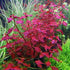 PLANTEREST BUY2GET1FREE Ludwigia Repens Super Red Mini Leaves Live Aquarium Plant Stems