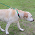 Joytale Martingale Collar for Dogs - Reflective Heavy Duty with Quick Release Buckle, Adjustable Nylon for Medium Dogs