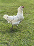 Generic 10+ Premium Fresh & Fertile Chicken Hatching Eggs Rainbow Assortment Mix, Tater's Farm NPIP Certified