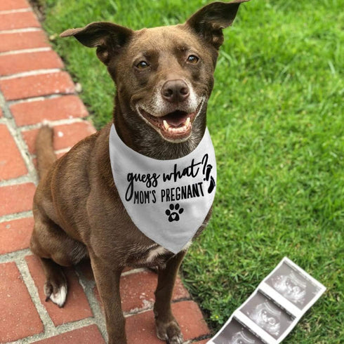 PICKUPIK Guess What? My Mom is Pregnant, Pregnancy Announcement Dog Bandana Large