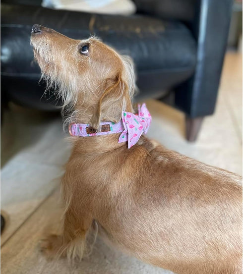 Lionheart Glory Dog Bow Collar, Valentine's Day Dog Collar for Small Dogs, Pink Collar with Bowtie Spring Design