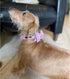 Lionheart Glory Dog Bow Collar, Valentine's Day Dog Collar for Small Dogs, Pink Collar with Bowtie Spring Design