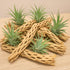 (2lb Koyal Wholesale Natural Cholla Wood Aquarium Branches, Airplants Decor, Reptile Perch, Untreated Cholla Wood