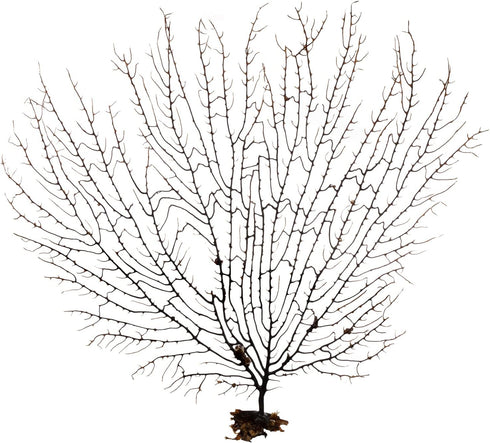 10-12'' Nautical Crush Trading Sea Fan Coral, Black, Natural Real Piece of Coral, Plus Free Nautical eBook by Joseph