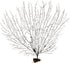 10-12'' Nautical Crush Trading Sea Fan Coral, Black, Natural Real Piece of Coral, Plus Free Nautical eBook by Joseph
