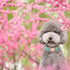 Elegant Little Tail Dog Collar | Pink Floral Print Cotton Collar with Metal Buckle for Small Dogs