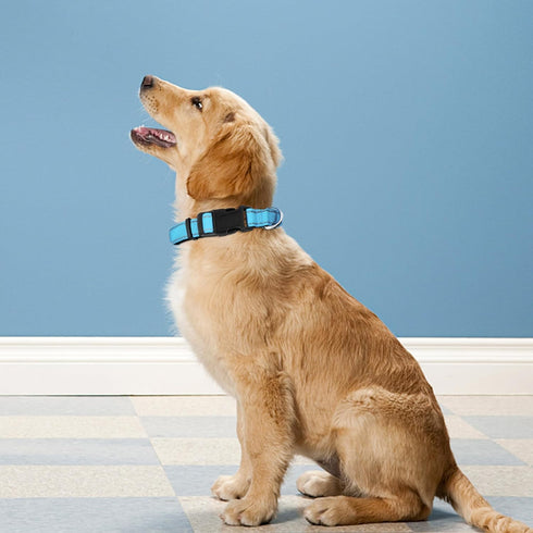 Reflective Dog Collar, Adjustable Soft Neoprene Padded Nylon Collars with Buckle for Large Dogs, Sky Blue, L