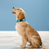 Reflective Dog Collar, Adjustable Soft Neoprene Padded Nylon Collars with Buckle for Large Dogs, Sky Blue, L