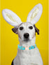 Lionheart glory Easter Dog Collar, Colorful Adjustable Heavy-Duty Puppy Collar with Easter Egg Print for X-Small Dogs