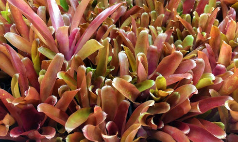 Neoregelia 'Fireball' Bromeliad by Josh's Frogs - Perfect for Reptiles