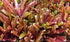 Neoregelia 'Fireball' Bromeliad by Josh's Frogs - Perfect for Reptiles