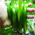 3-Bunch Giant Jungle Val | Tall Vallisneria Gigantea Freshwater Live Aquarium Plants Background Fish Tank Greenpro