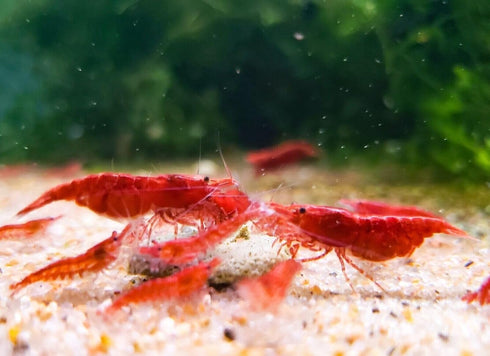 Generic 10 Pack Freshwater Aquarium Shrimp: Red Cherry Shrimp