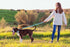 Reflective Dog Collar and Leash Set with Safety Locking Buckle, Adjustable Nylon Pet Collars for Small Medium Large Dogs
