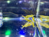 (10 (+2)) Golden Back Yellow Shrimp Live Freshwater Shrimp Aquarium Neocaridina Inverts RCS Shrimps