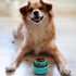 Messy Mutts Totally Pooched Puzzle 'n Play Mushroom (Small), Interactive Treat Puzzle Toy for Dogs, Durable Dog Toy
