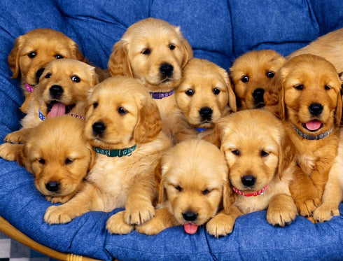 Puppy ID Collars Identification Whelping Soft Nylon Adjustable Breakaway Safety Litter Collars for Newborn Pets, 14 pcs