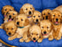 Puppy ID Collars Identification Whelping Soft Nylon Adjustable Breakaway Safety Litter Collars for Newborn Pets, 14 pcs