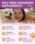 10 Immunity, Mushroom for Dogs & Cats - Turkey Tail for Dogs - Organic Mushroom Supplement with Turkey Tail, Reishi