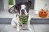 2 Pack Halloween Dog Bandana, Cat Holiday Bibs Scarf Accessories for Small Medium Large Dogs and Cats