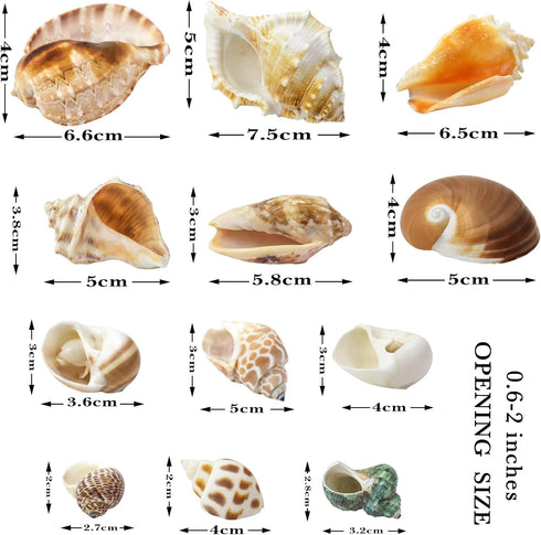 Hermit Crab Shell - Openning Size 0.6"-2" Medium to Large Growth Turbo Seashells Natural Sea Shells for Hermit Crab Supplies, Aquarium Décor, Nautical Decoration (12 Pcs)