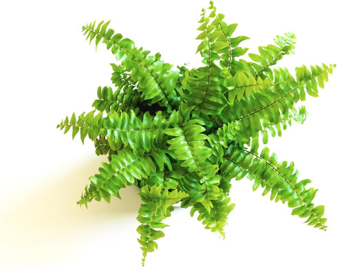 3 Plants-2" Mini Ferns for Terrariums/Fairy Garden - Live Plants - Different Pots