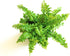 3 Plants-2" Mini Ferns for Terrariums/Fairy Garden - Live Plants - Different Pots