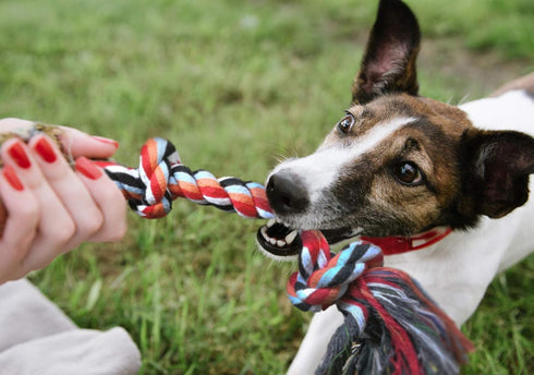 Fida Dog Rope Toys 4 Pack, Sturdy Cotton Chew Tug Ropes for Indoor/Outdoor, Interactive Tug o'war Toys for Small Dogs